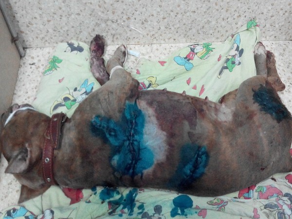 В Шахтах собака с ножевыми ранениями чувствует себя хорошо