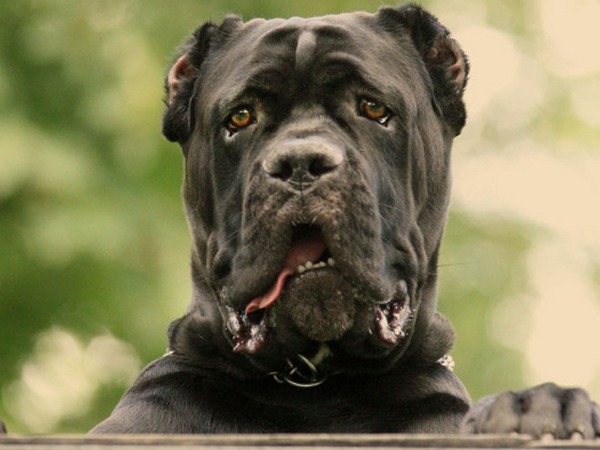 Шахтинские ветеринары спасли собаку с металлической стружкой в желудке