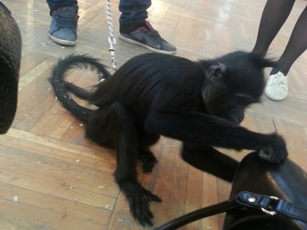 В Шахты привезли девять видов обезьян