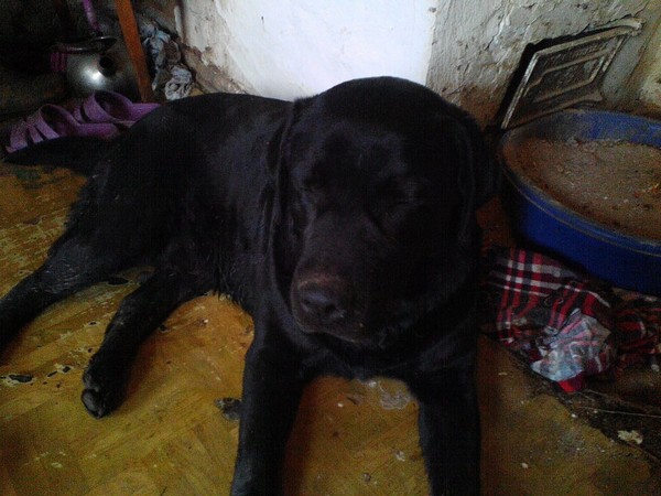 В Шахтах подростки жестоко избили собаку