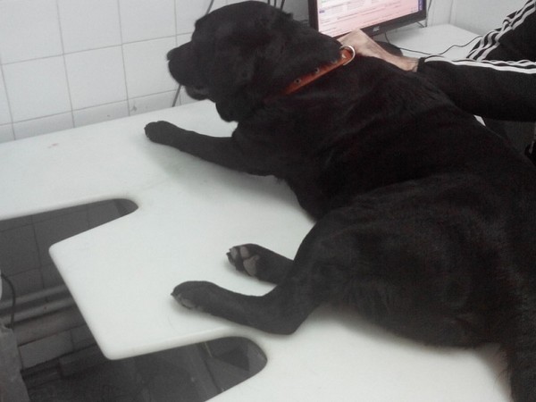 Избитой в Шахтах хулиганами собаке стало хуже