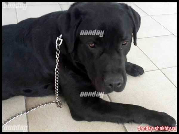 В Шахтах спустя две недели скончался пес Слай, жестоко избитый подростками