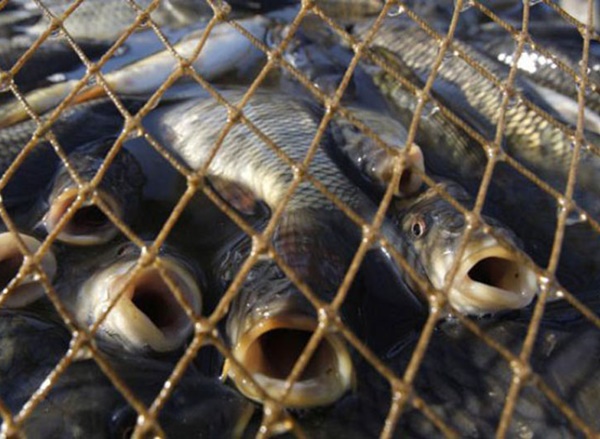 Под Шахтами задержали 250 кг подозрительной рыбы