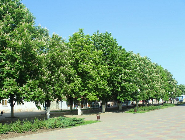 На этой неделе в Шахтах ожидается до 30 °C