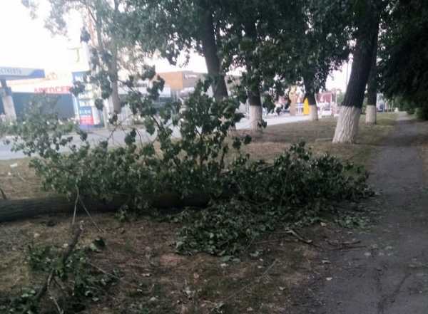 В Шахтах массивная ветка нависла над пешеходной дорожкой на улице Дачной