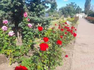 Сухая и жаркая погода ожидается в Шахтах с 4 по 10 июля