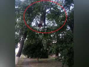 В Шахтах массивная ветка нависла над пешеходной дорожкой на улице Дачной