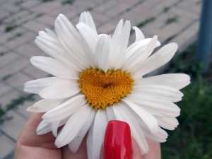 В Шахтах День семьи, любви и верности отметят праздничным концертом