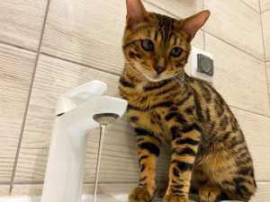 В Шахтах отключат воду из-за переподключения водовода