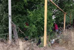 В Шахтах стая агрессивных собак растерзала кота на глазах у пенсионерки