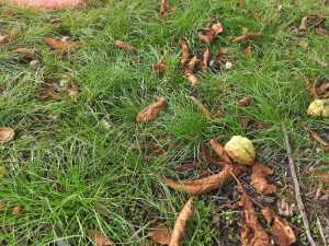 Бабье лето порадует шахтинцев теплой погодой в начале октября