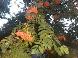 В Шахтах в первую неделю октября ожидаются пасмурная погода и дожди