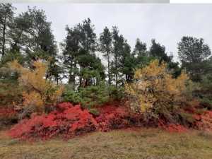 Начало ноября принесет в Шахты похолодание и первые заморозки