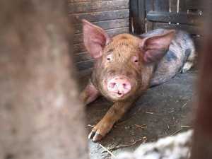 На Дону обнаружили очаг африканской чумы свиней