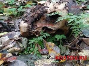 На Дону грибник обнаружил в лесу человеческие останки