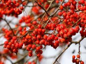 Потепление до +7 градусов придет в Шахты на выходных