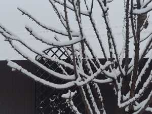 Снегопад и пасмурную погоду прогнозируют в Шахтах в выходные