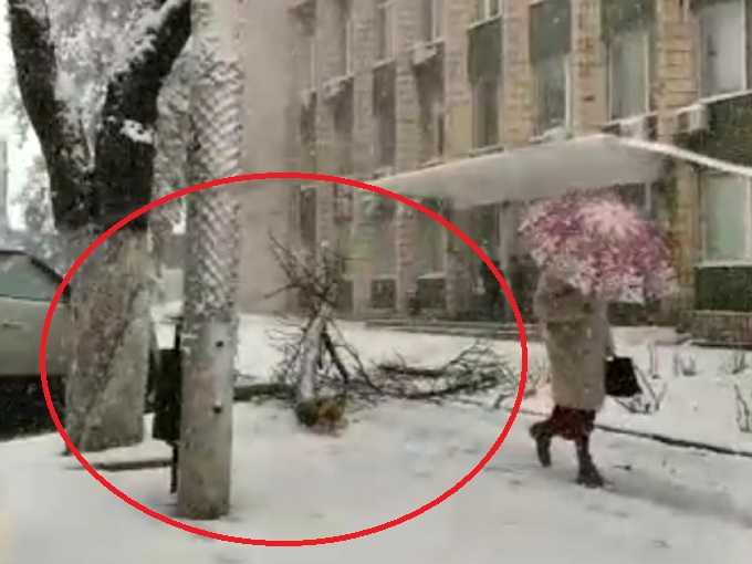 Возле здания администрации Шахт рухнула массивная ветка: видео