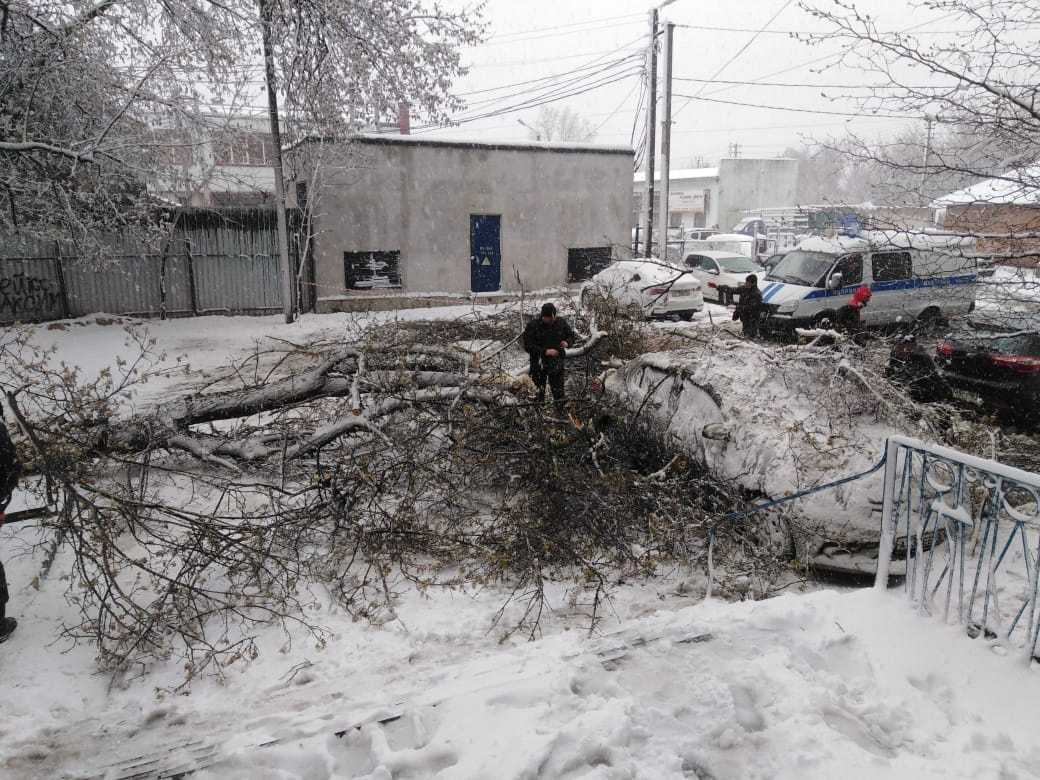 Тяжелое дерево рухнуло на автомобиль на Хабарова в Шахтах
