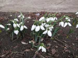 Потепление до +15 градусов ожидается в Шахтах на новой неделе марта