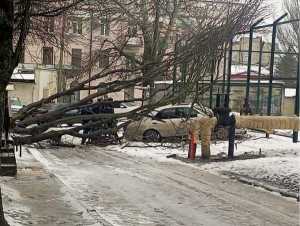 В Шахтах более 3,5 тысяч аварийных деревьев требуют спила