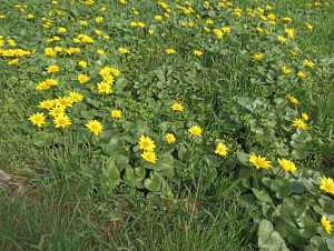 В Шахтах в начале апреля потеплеет до +18 градусов