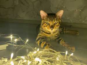 Жителей Шахт 8 июня ждет отключение света