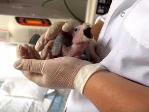 Птенцы венесуэльского амазона родились в парке «Малинки» под Шахтами