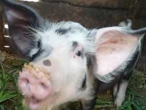 В двух районах Дона появились очаги африканской чумы свиней