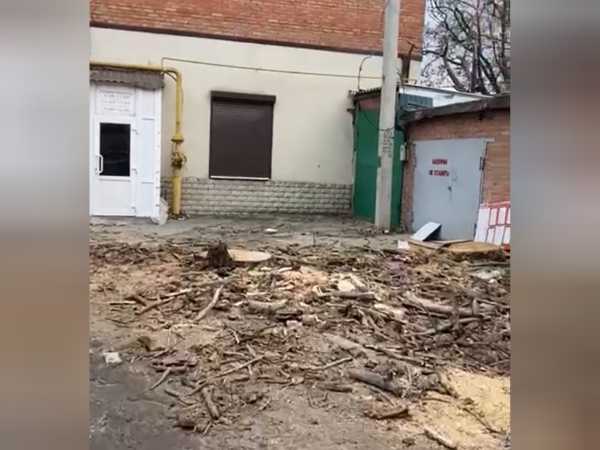 После жалоб жителей в Шахтах спилили аварийное дерево на проспекте Победы Революции