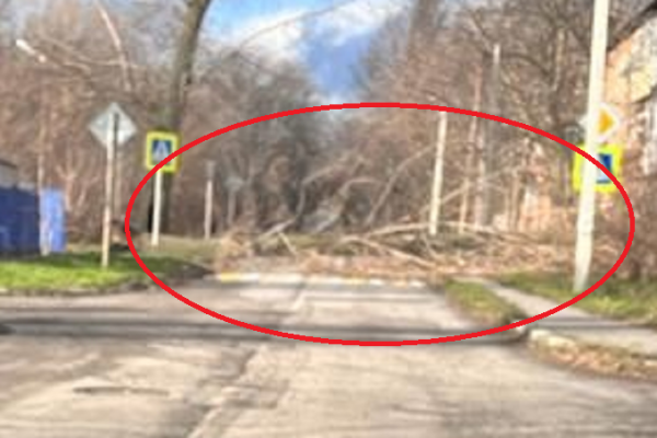 Улица Шурфовая в Шахтах перекрыта из-за упавшего дерева