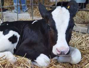 В донском хуторе ввели карантин из-за бешенства скота