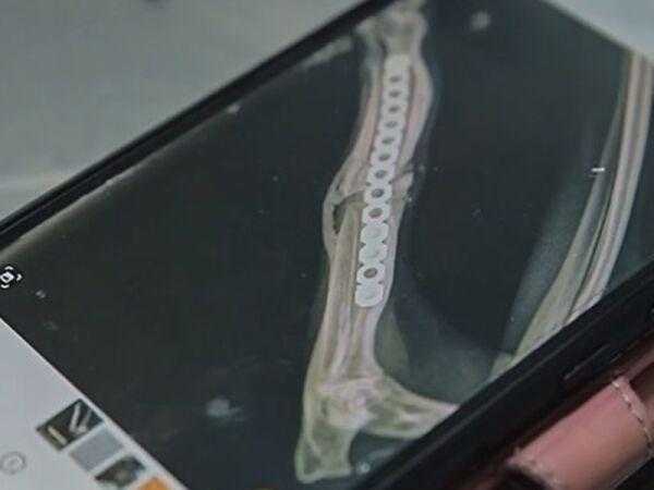 Под Шахтами провели операцию грызуну, который сломал лапу