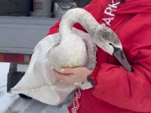 Под Шахтами ветеринары спасли лебедя