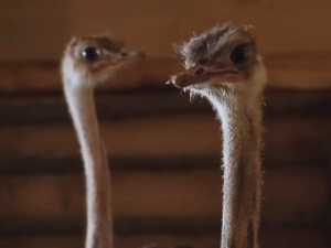 В парке под Шахтами поселили двух малышей - страусят