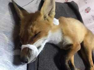 На Дону ввели карантин из-за бешенства лисы