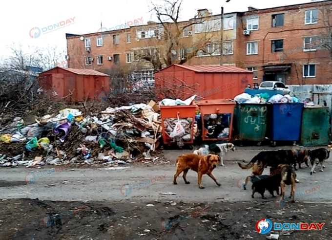 Стая бездомных собак и огромная свалка – так выглядит улица Петрашевского в Шахтах: видео