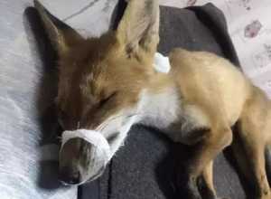 Бешенство лисы стало причиной введения карантина на Дону