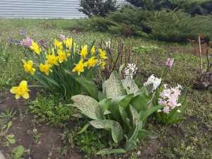 На новой неделе апреля в Шахтах воздух будет прогреваться до +23 градусов