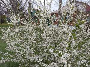 До +26 градусов потеплеет в Шахтах с 11 апреля