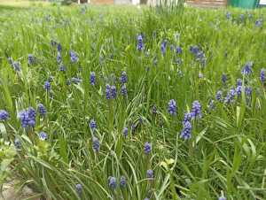 В Шахтах в 2024 году на покос сорной растительности потратят 6,7 млн рублей