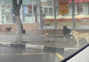 Бродячая собака напала на ребенка в Шахтах