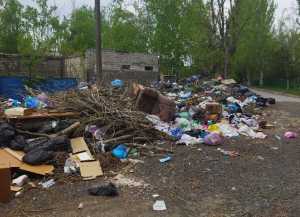 На свалке на Депутатской в Шахтах завелись крысы