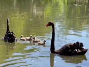 В зоопарке Ростова у пары черных лебедей появились 4 малыша