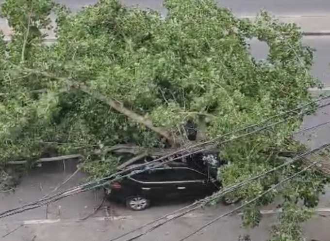 В центре Шахт огромное дерево рухнуло на автомобиль: видео