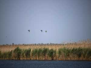 Ограничили добычу животных на Дону до 1 августа 2025 года