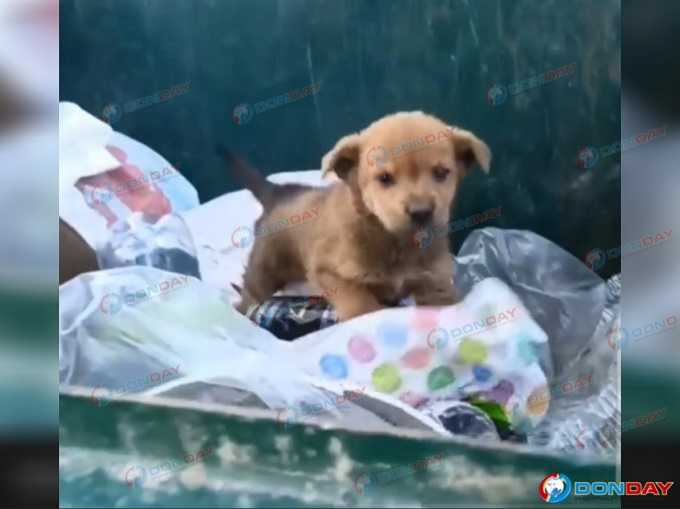 В Новошахтинске живого щенка выкинули в мусорный бак: видео
