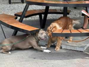 Профилактические рейды для соблюдения правил выгула собак проводят в Ростове