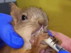 В парке под Шахтами выходили обезвоженного бельчонка