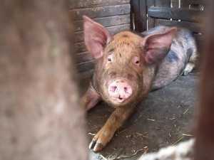 На Дону с 1 сентября откроют охоту на кабана и оленя